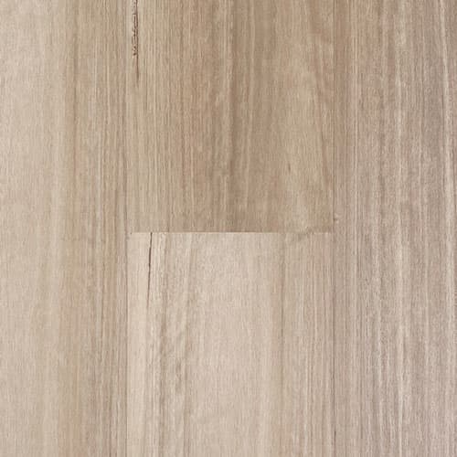 Coastal Blackbutt