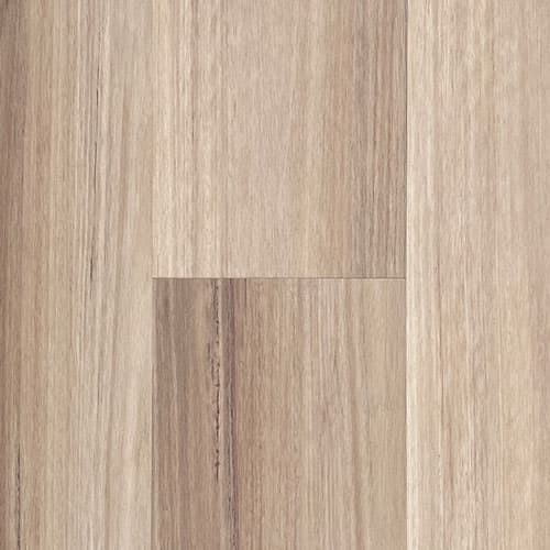 New England Blackbutt