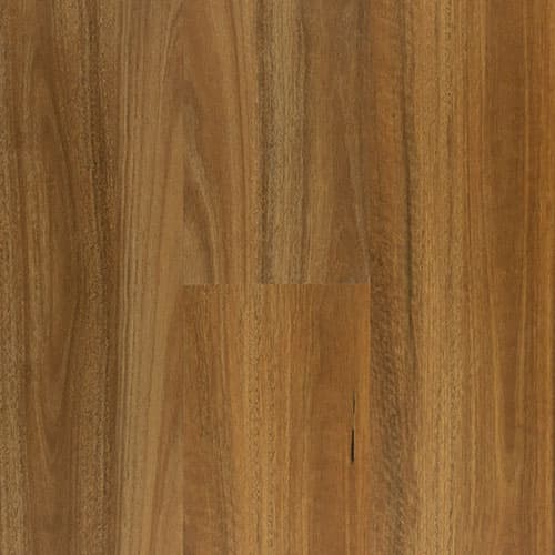 Northern Spotted Gum