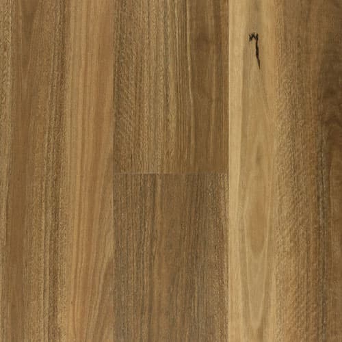 Scented Spotted Gum
