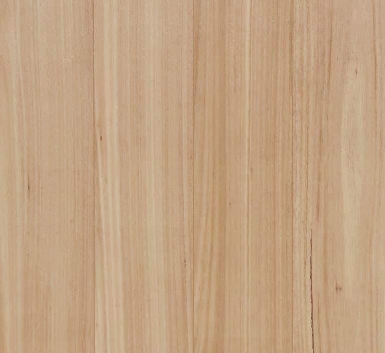 Blackbutt