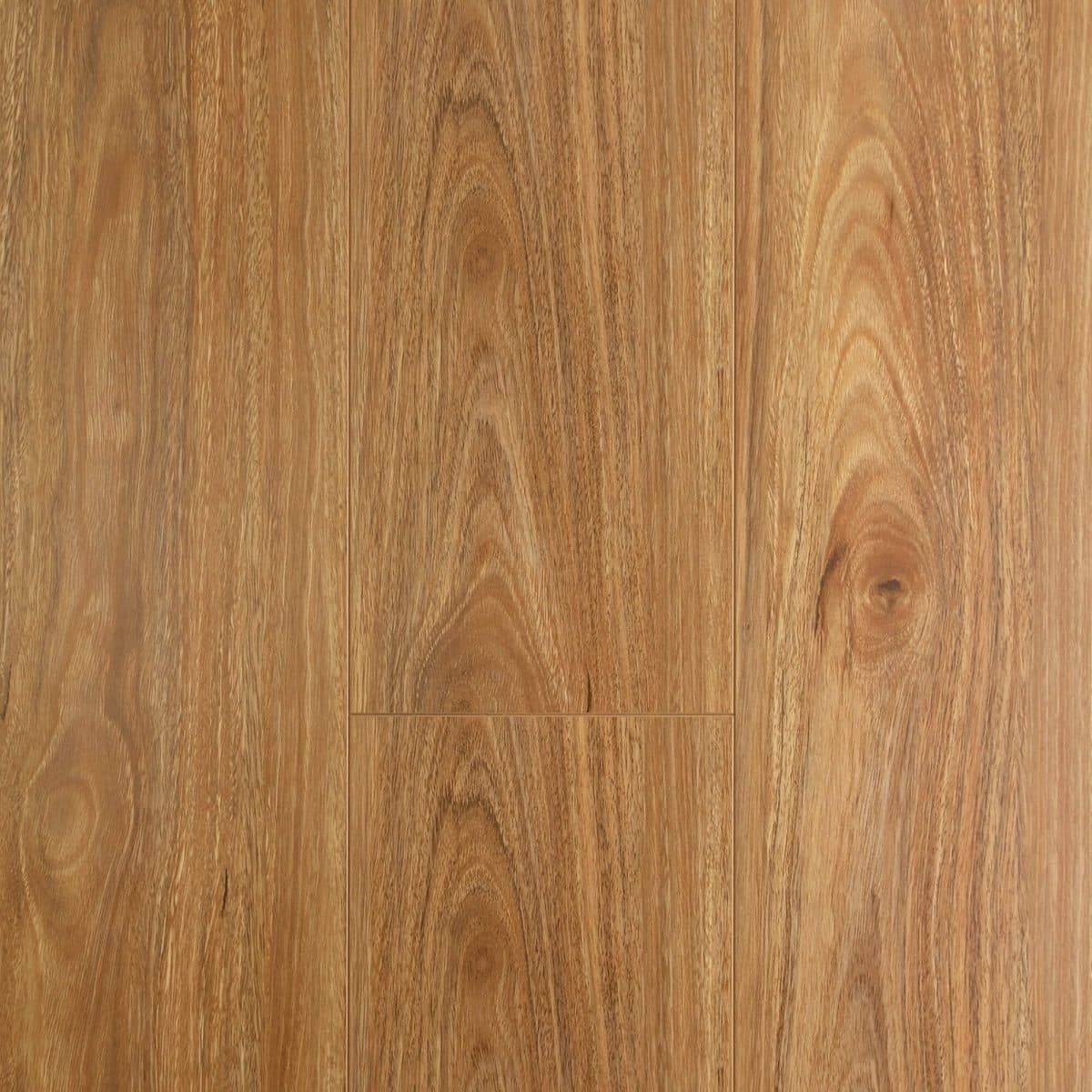 Spotted Gum