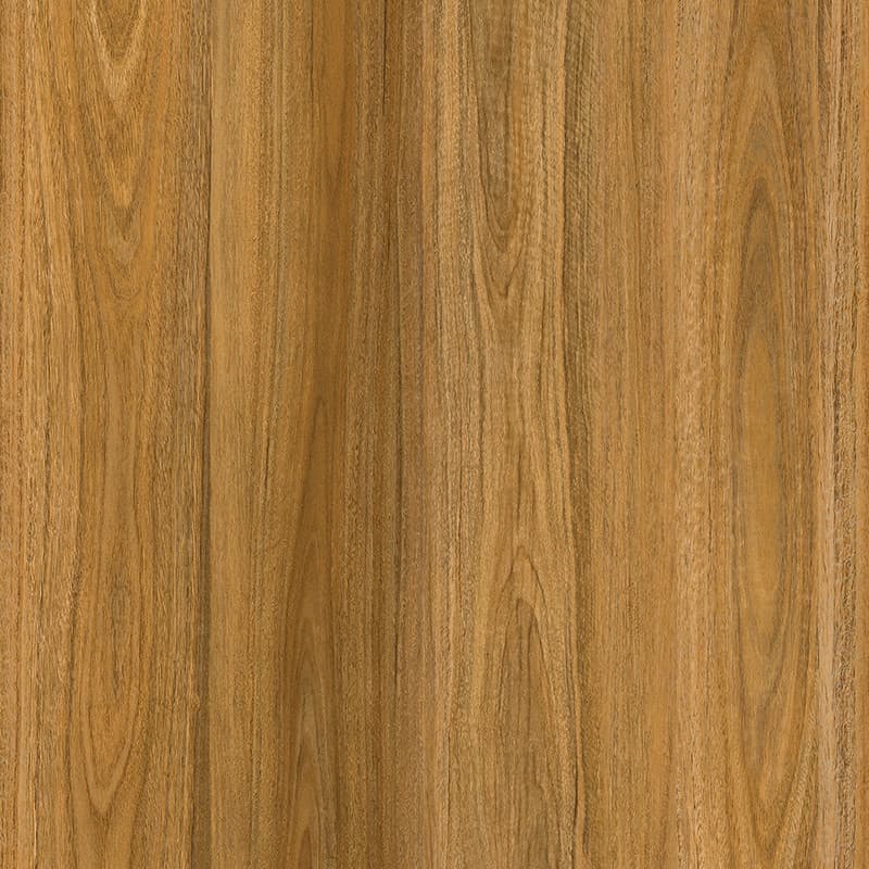 Coastal Spotted Gum