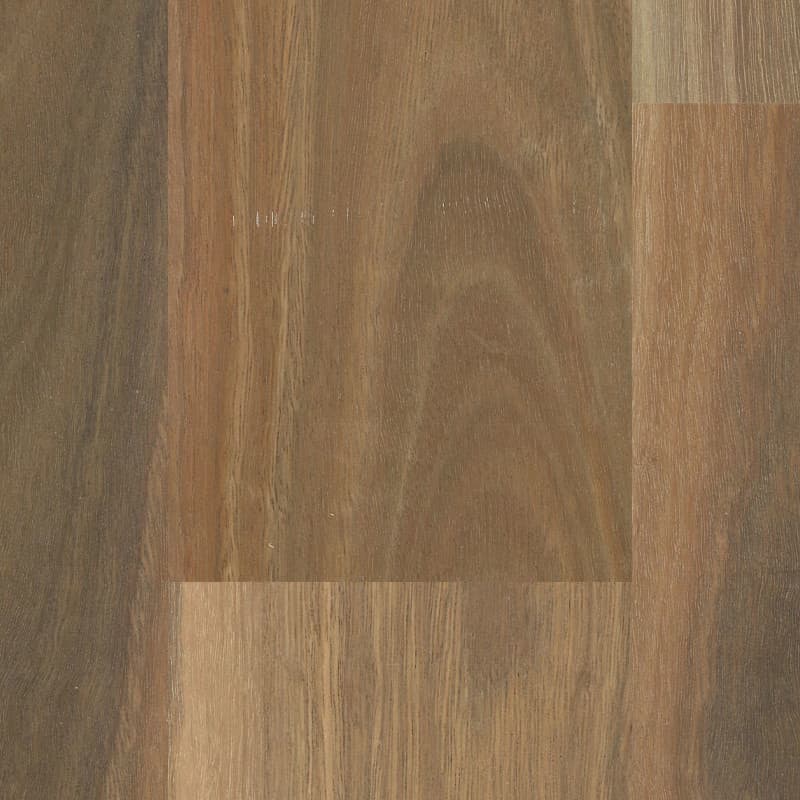 Spotted Gum