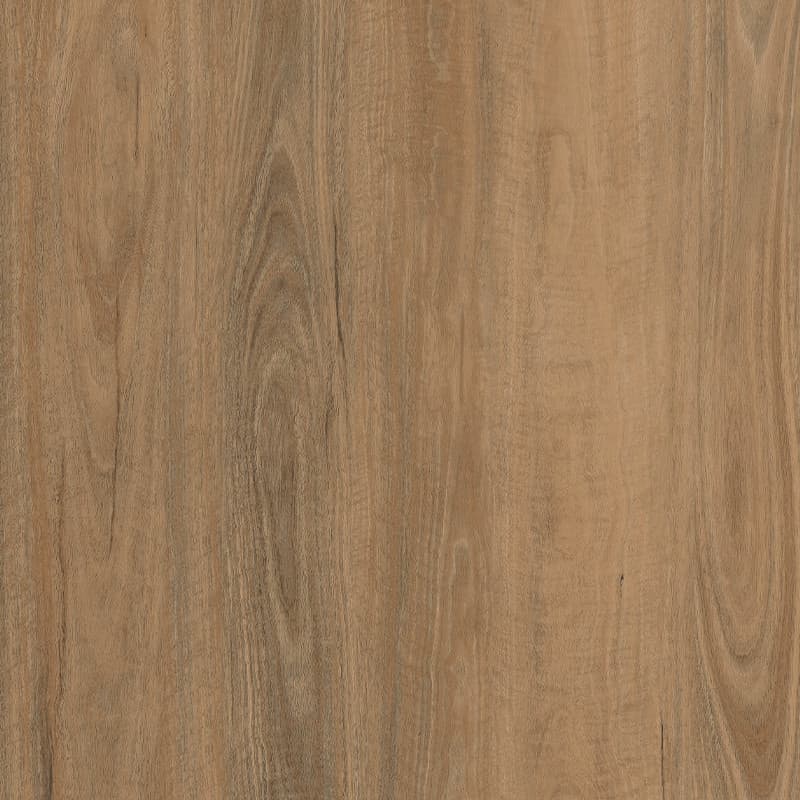 Bright Spotted Gum
