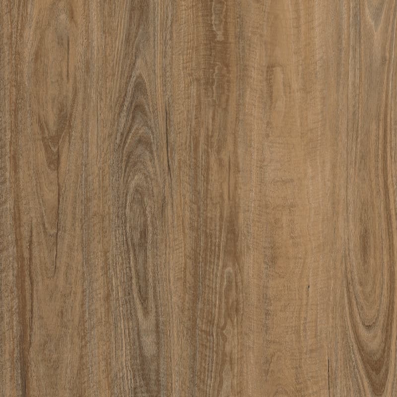 Brindle Spotted Gum