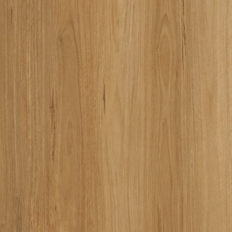 Hazel Blackbutt