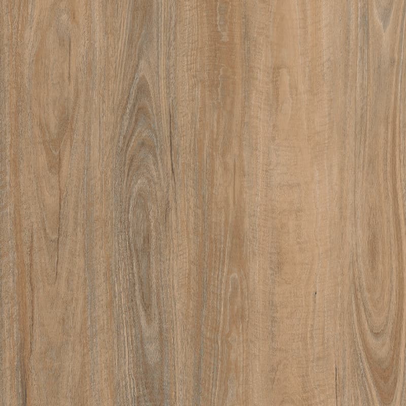 Silk Spotted Gum