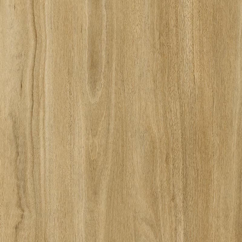 Starry Spotted Gum
