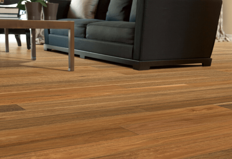 Spotted Gum
