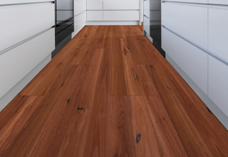 Sydney Blue Gum