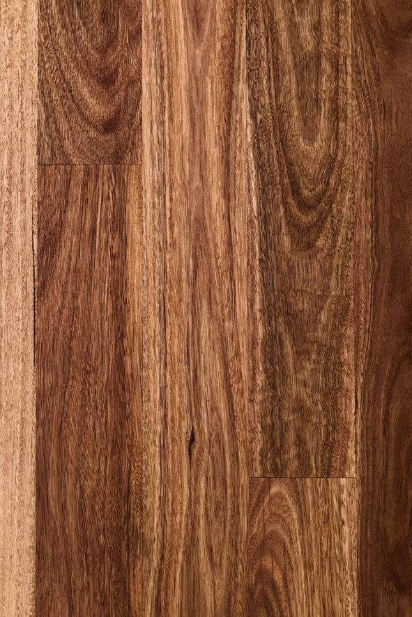 Spotted Gum