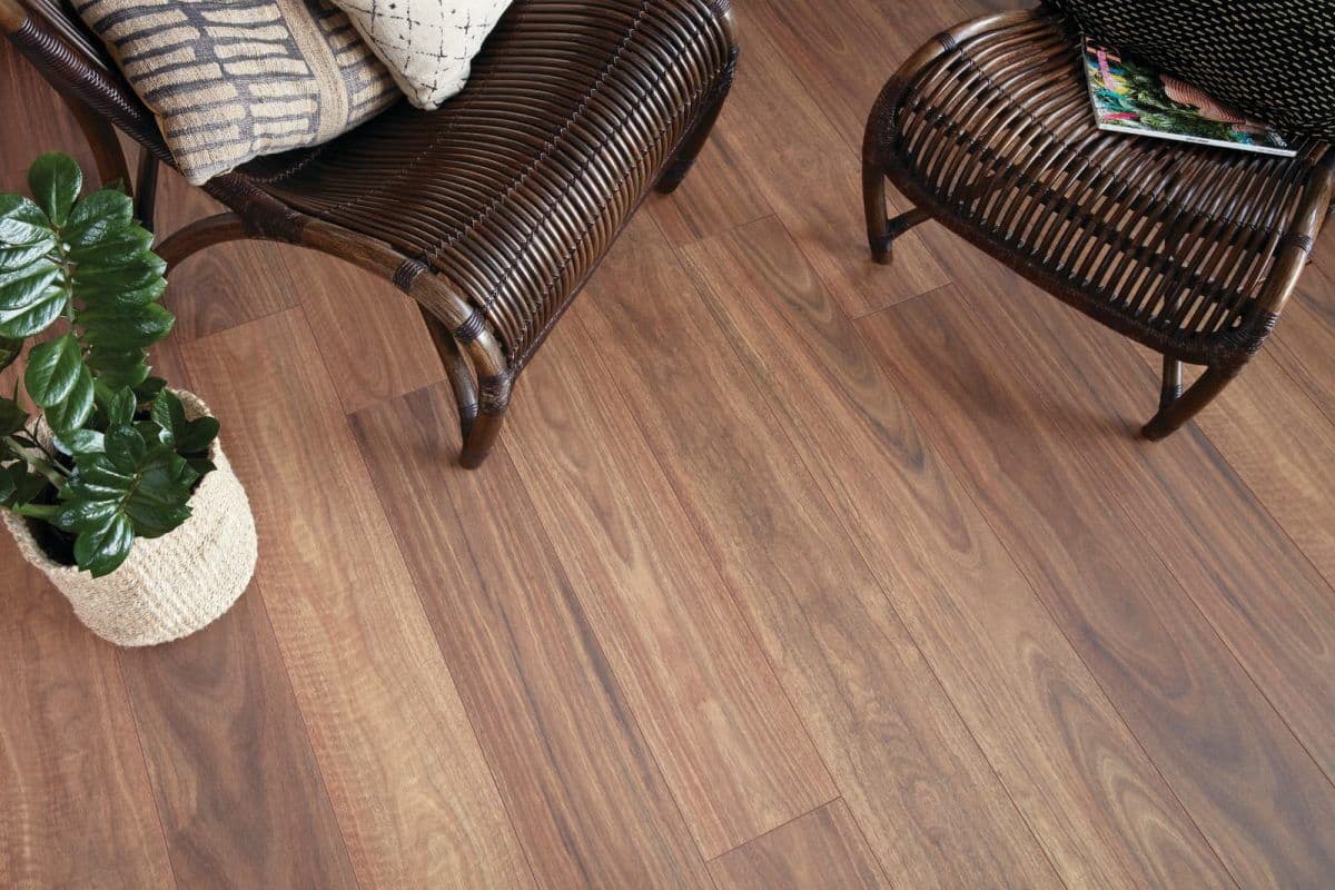 Spotted Gum