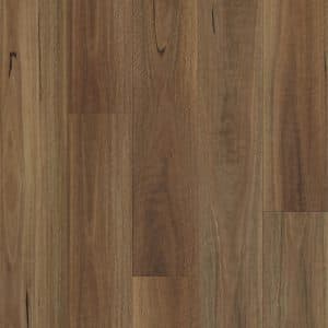 Southern Spotted Gum